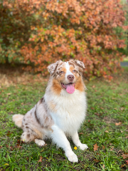 Pongo