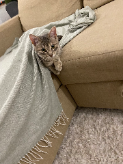 Mia