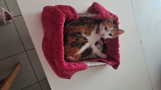 Nala