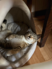 Praline