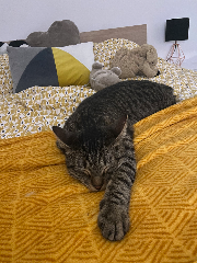 Tigrou