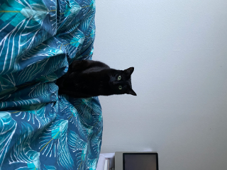 Pita