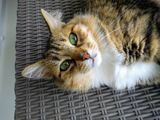 Lyla