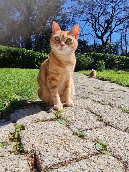 Garfield