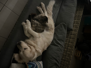 Kiara