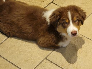 Flocky