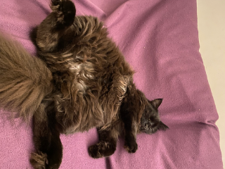 Biscuit