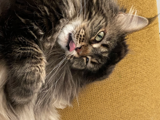 Mikado