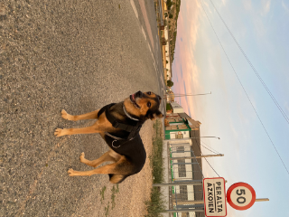 Tiko