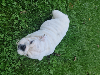 Pepa