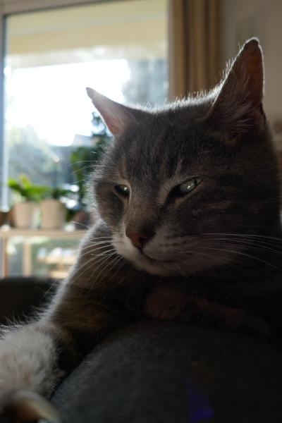 Cachou