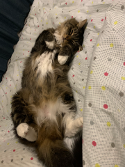 Tango
