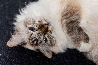 Lilou