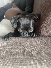 Roxy