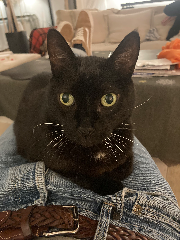 Catcat