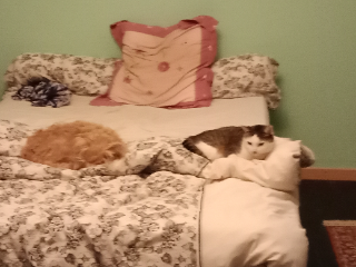 Patti