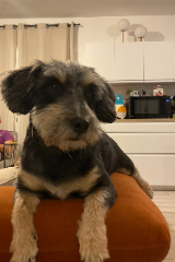 Papuche