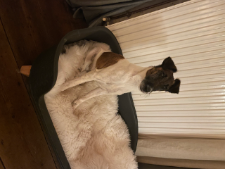 Oli