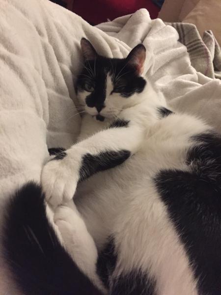 Neko
