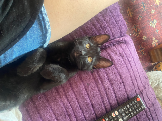 Oreo