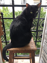Mowgli