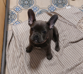 Arya
