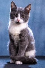Naya