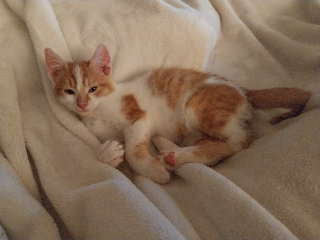 Simba