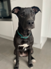 Bella