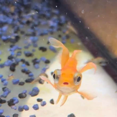 bubule