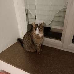 TITI