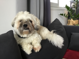 Poupi
