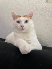 Milo