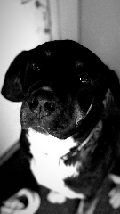 Zoé