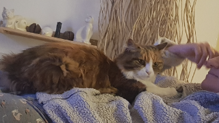 Jaffie
