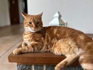 Simba