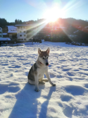 Kitsune