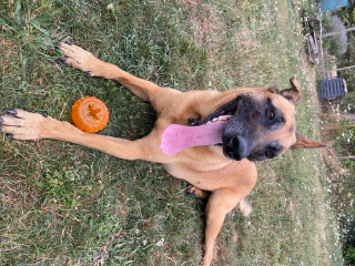 Baloo