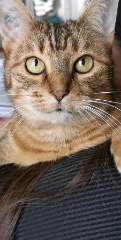 Bohême