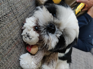 Tobby
