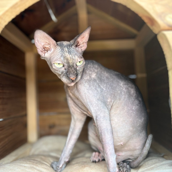 Uguette