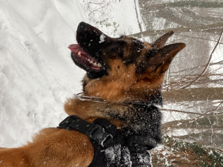 Koda