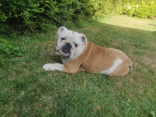 Lilou