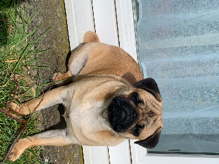 TAZ