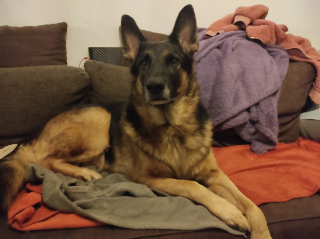 Sam
