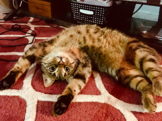 Moly