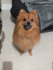 Simba 
