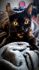 Kissa