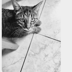 Junior