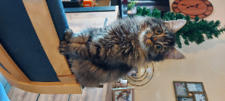 Babou